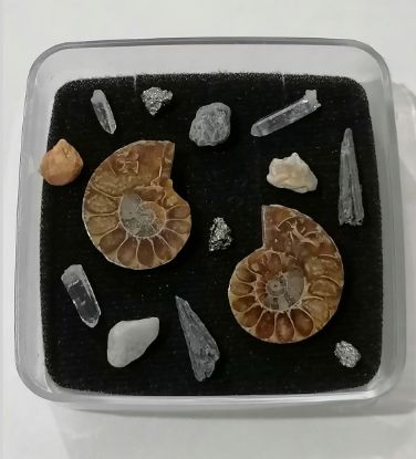 Imagen de Amonite  fósil  natural estuche de colección. 