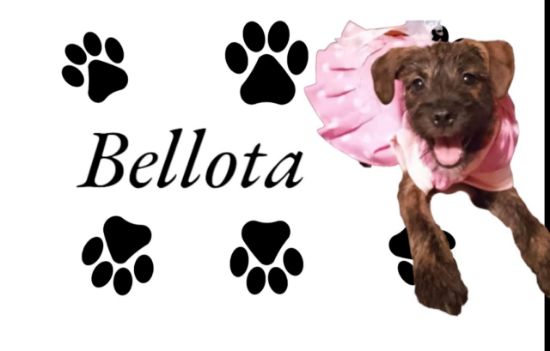 Imagen de Placas de perrito con su foto paquete 3 
