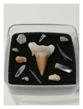 Imagen de Diente de tiburón, fósil,estuche. 