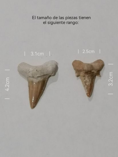 Imagen de Diente de tiburón, fósil,estuche. 