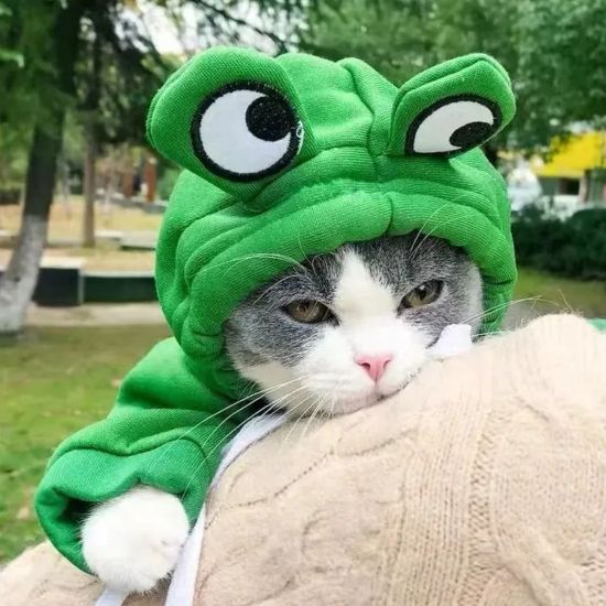 Imagen de Sudaderas capucha lana suave cálida perros y gatos