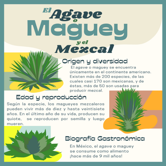Imagen de Mezcal ARROQUEÑO