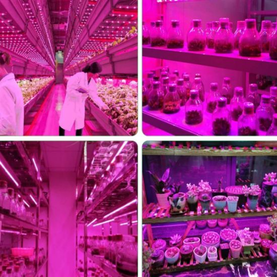 Imagen de Luz Led USB de 5V cultivo plantas lámpara Phyto espectro completo 2m semillas invernadero flores